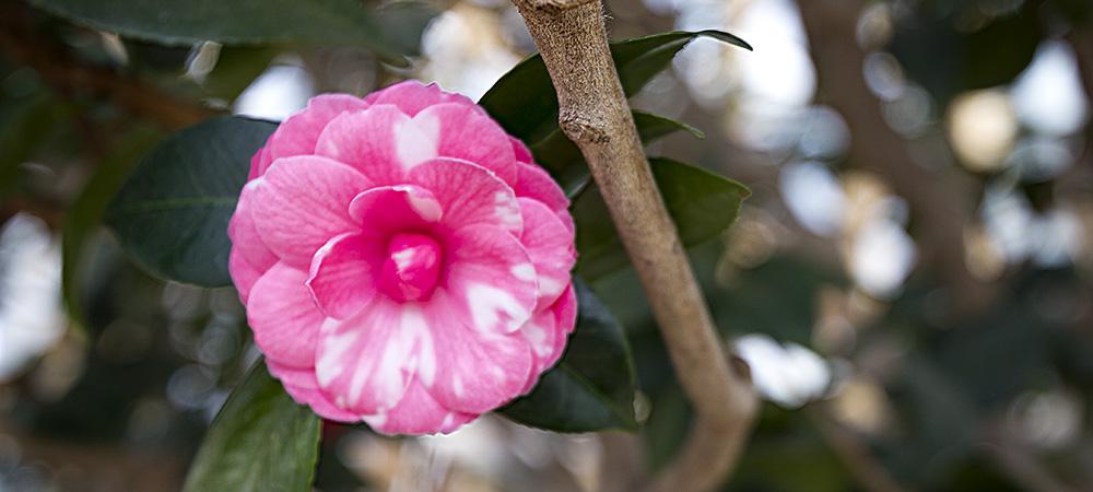 茶花装饰图案